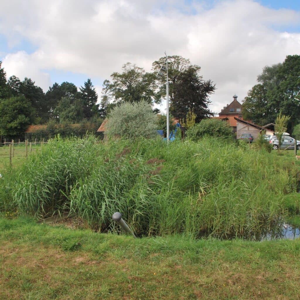 Mare aux roseaux : biodiversité et paysage rural paisible Roseaux luxuriants bordant une mare dans une zone humide rurale, avec des maisons et des arbres en arrière-plan.