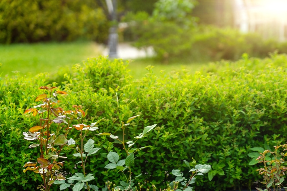Rosiers et haie de jardin sous une lumière printanière Jeunes rosiers au feuillage rouge devant une haie verte dense dans un jardin public ensoleillé.